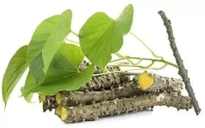 giloy benefits ayurveda - जाने गिलोय वटी के फायदे, गिलोय सत्व के फायदे, गिलोय टेबलेट के फायदे और गिलोय जूस के फायदे